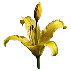 Yellow Lily Flower Png 14 PNG image