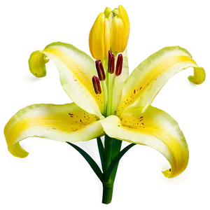 Yellow Lily Flower Png 91 PNG image