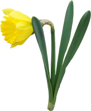 Yellow Narcissus Flower PNG image