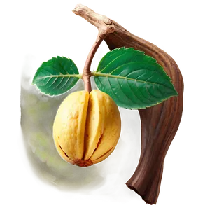 Yellow Nut PNG 63