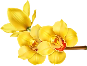 Yellow Orchid Blossoms PNG
