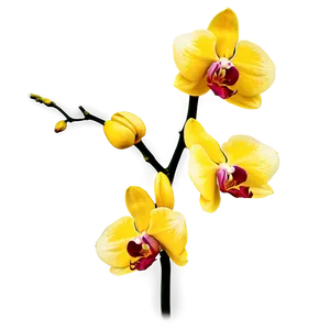 Yellow Orchid PNG 05242024