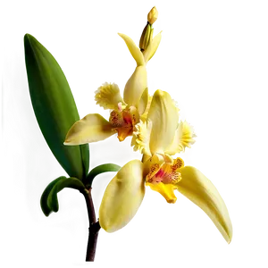 Yellow Orchid PNG 05242024