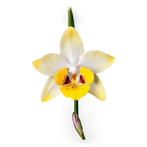Yellow Orchid PNG 98