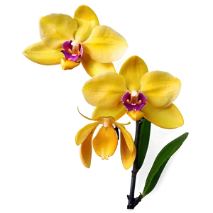 Yellow Orchids Png Dip PNG image