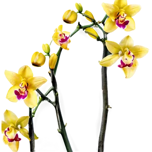 Yellow Orchids Png Tlf PNG image