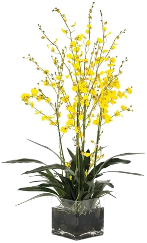 Yellow Orchidsin Glass Vase PNG