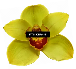 Yellow Orchidwith Watermark PNG