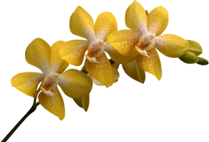 Yellow Phalaenopsis Orchid Bloom PNG image