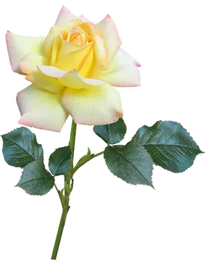 Yellow Pink Gradient Rose Transparent Background