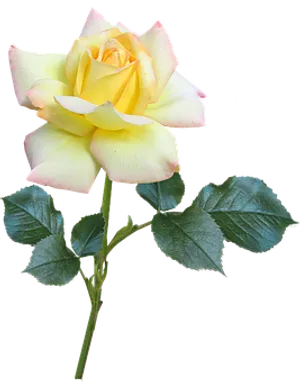 Yellow Pink Rose Black Background