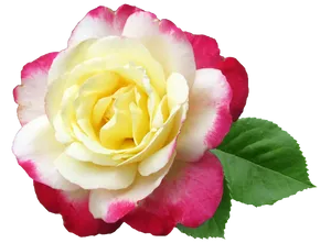 Yellow Pink Rose Transparent Background