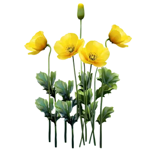 Yellow Poppies PNG 06122024 PNG