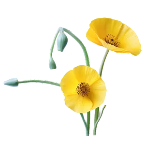 Yellow Poppies Png 06122024 PNG image