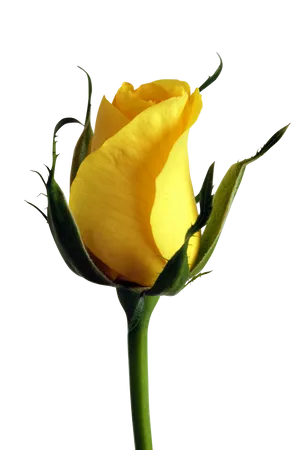 Yellow Rose Bud Black Background