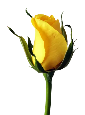 Yellow Rose Bud Single Stem