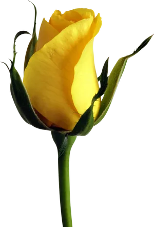 Yellow Rose Budon Black Background.jpg