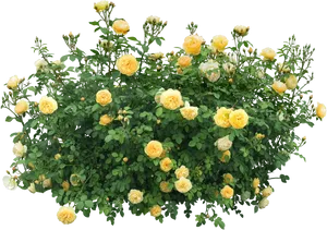 Yellow Rose Bush Black Background PNG image