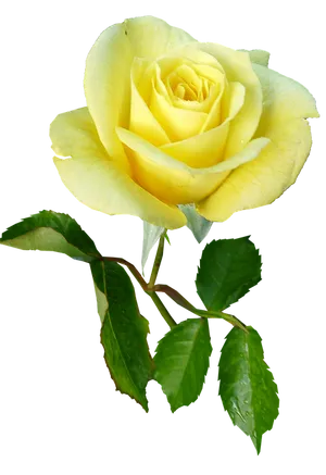 Yellow Rose Isolated Background.png