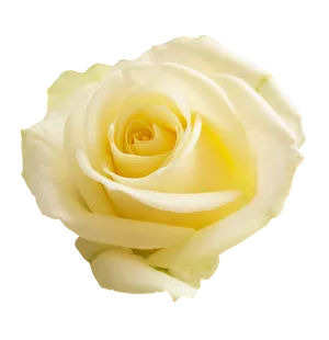 Yellow Rose Isolated Background