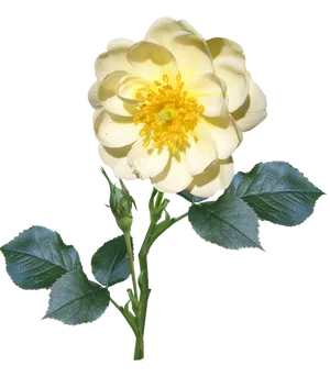 Yellow Rose Transparent Background