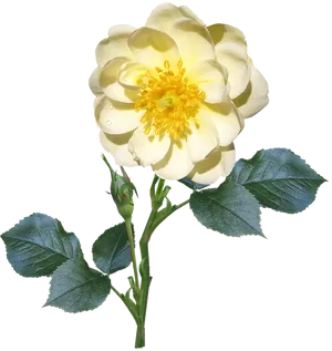 Yellow Rose Transparent Background PNG image
