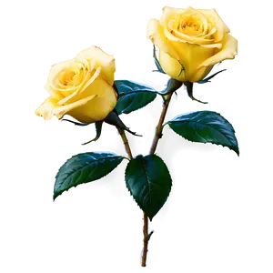Yellow Roses Arrangement PNG 05042024