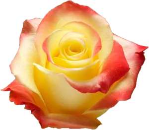 Yellow Rosewith Red Tips.png PNG