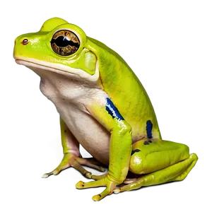 Yellow Tree Frog Png Lft99 PNG image