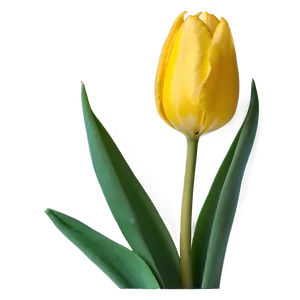 Yellow Tulip Png 05212024 PNG image