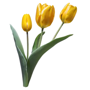 Yellow Tulip Png 97 PNG image