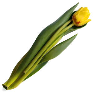 Yellow Tulip Png Ggu PNG image