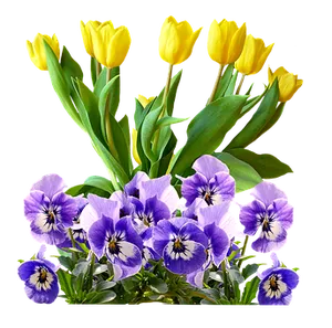 Yellow_ Tulips_and_ Purple_ Pansies PNG image