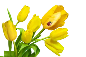 Yellow Tulipswith Ladybugon Petal PNG image