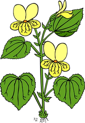 Yellow Viola Tricolor Illustration