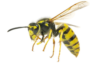 Yellow Wasp Side View PNG image