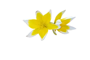 Yellow White Flower Black Background
