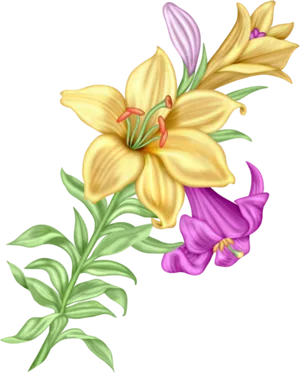 Yellowand Purple Gladiolus Illustration PNG image