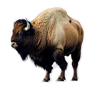 Yellowstone National Park PNG 05212024 PNG