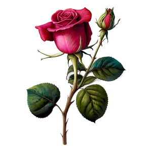 Yesteryear Rose PNG Jxa PNG