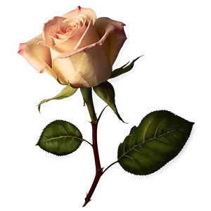 Yesteryear Rose PNG Ong PNG