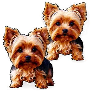 Yorkie A