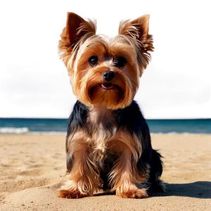 Yorkie At Beach PNG 73