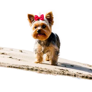 Yorkie At Beach PNG Khw PNG