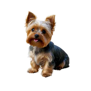 Yorkie B