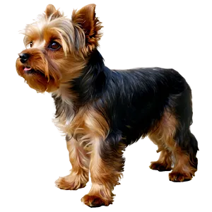Yorkie C