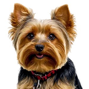 Yorkie Close-up Png Xel77 PNG image