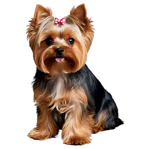 Yorkie Head Tilt PNG 06242024 PNG