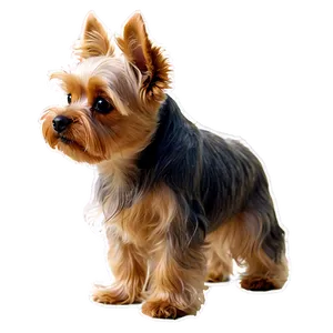 Yorkie Head Tilt PNG 81 PNG