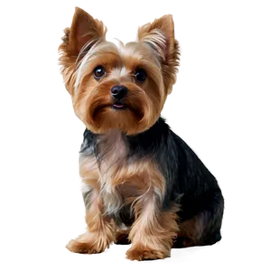 Yorkie Head Tilt PNG Qed PNG